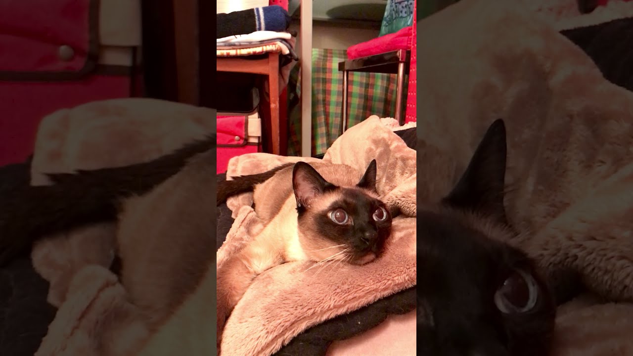 ごはんかもしれないとワクワクするたぬき猫なのにゃ♪