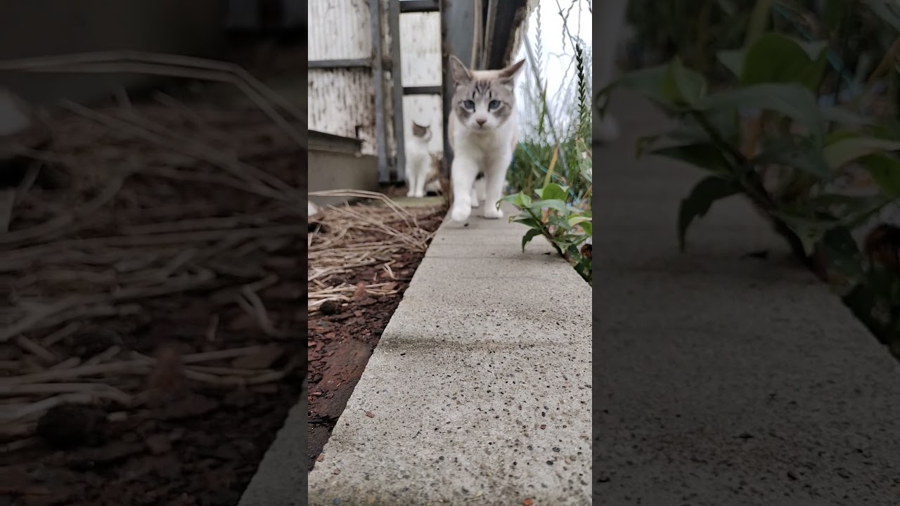 【ぽいけみ】 #猫動画 #三毛猫 #シャム猫ミックス #short
