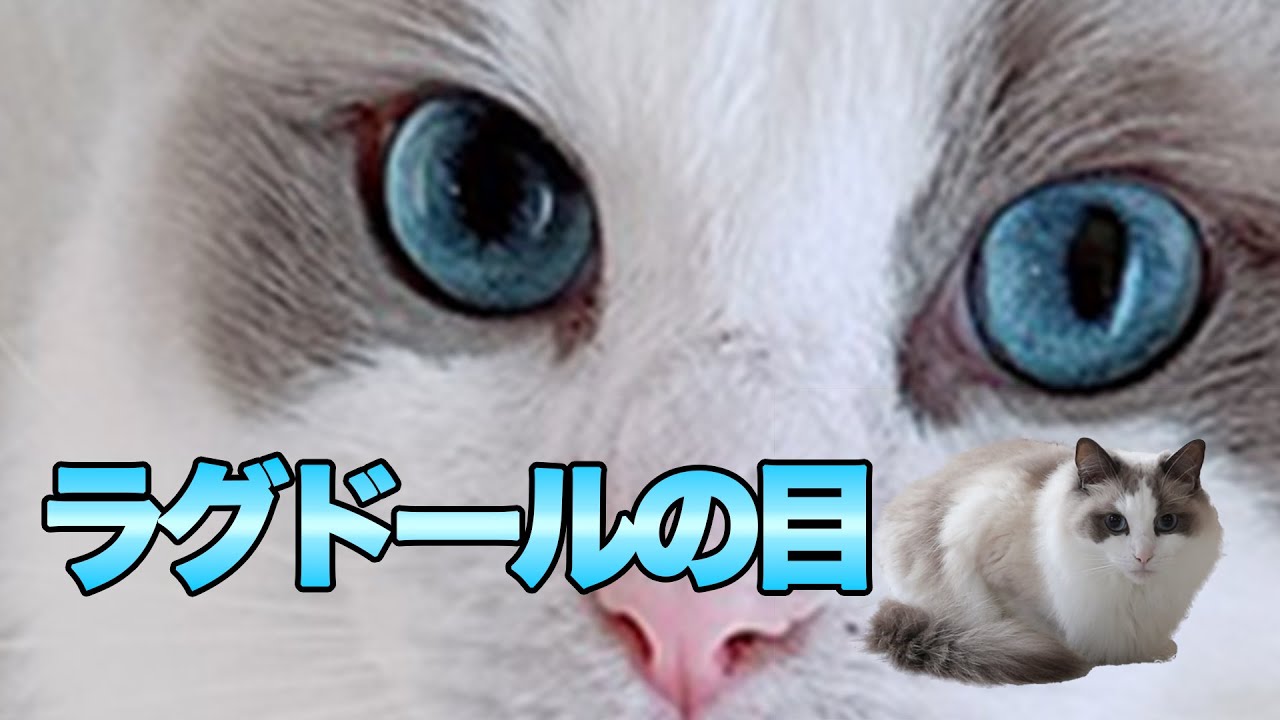 猫のラグドールの目の特徴について