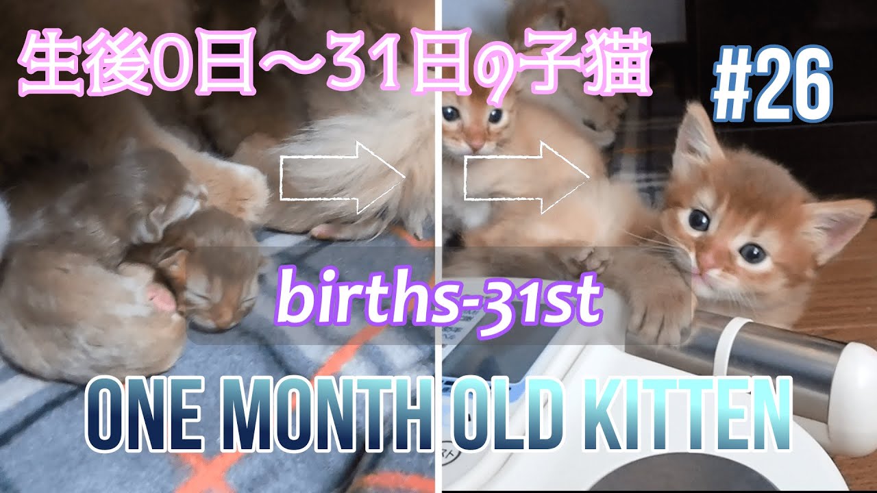 #26 生後0日～31日ソマリの子猫達One month old Kittens births-31st(Somali Cat)