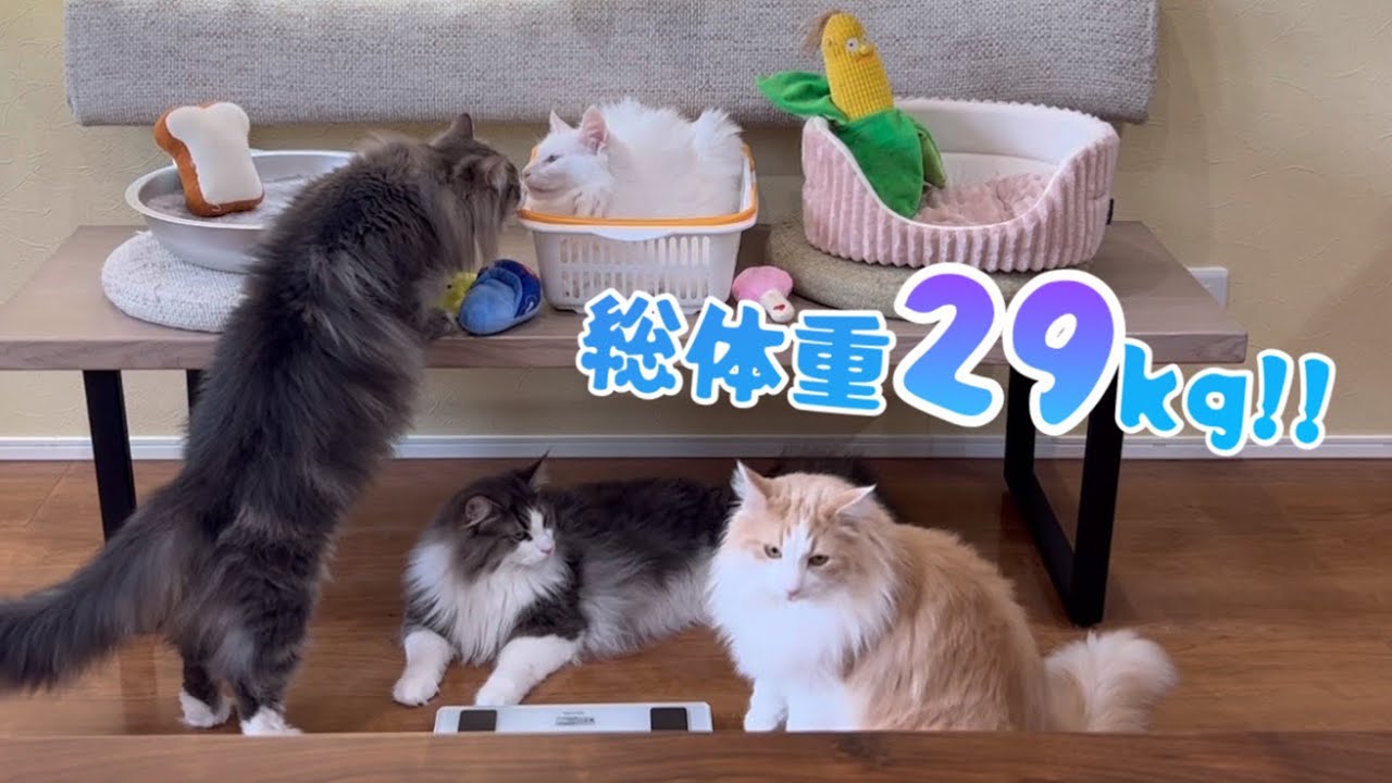 【体重公開】でかい！ノルウェージャンフォレストキャットとターキッシュアンゴラの体重測定✨