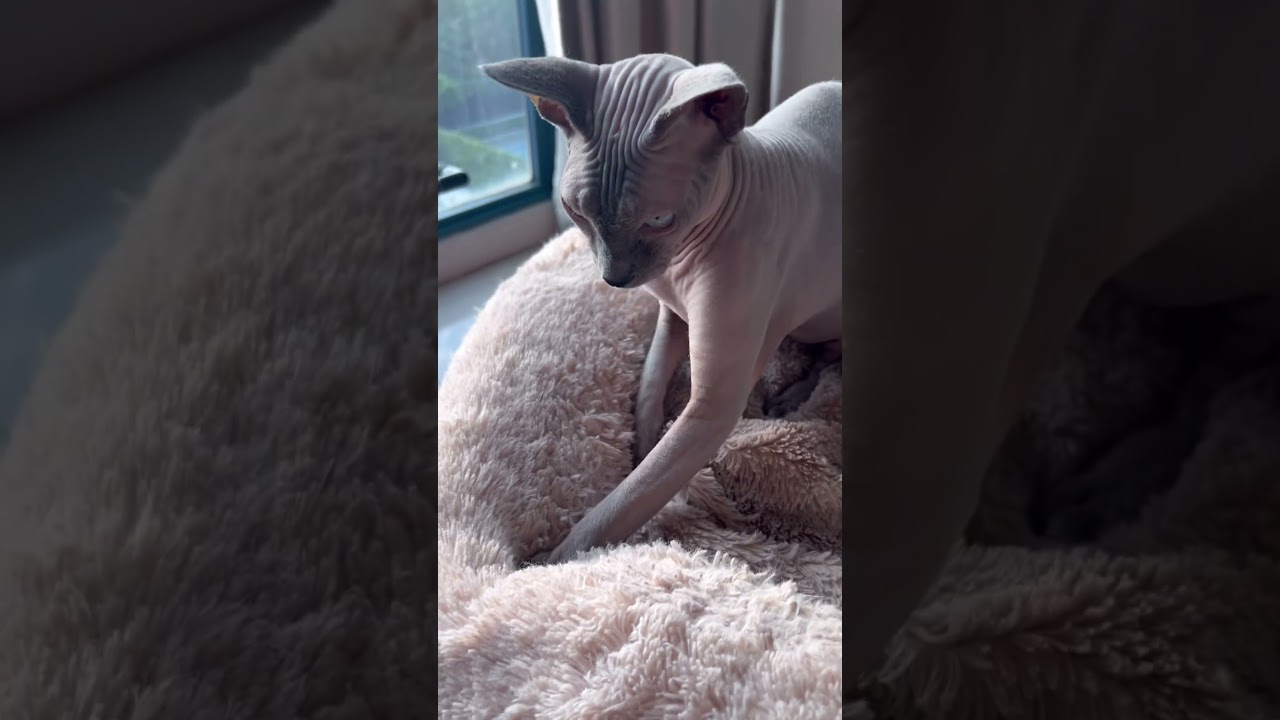 ふみふみして寝床を整える毛のない猫【スフィンクス猫】