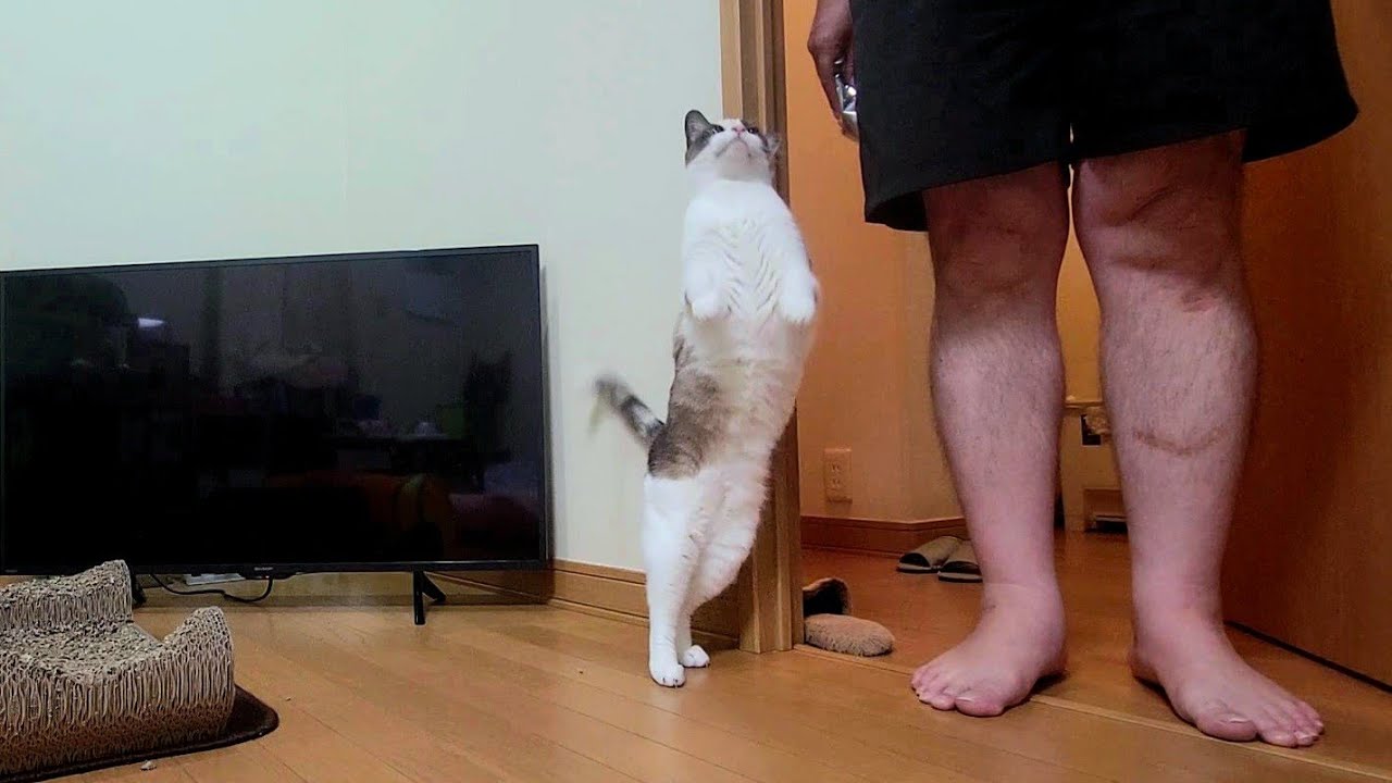 決して芸猫ではないペポ🐈が自然と伸び上がるようになった