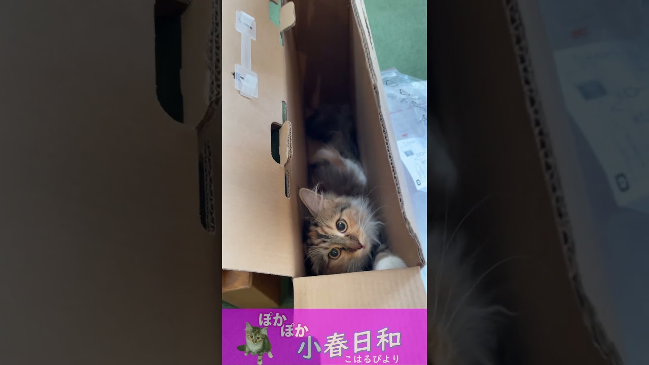 【メインクーン】狭いとこ好きすぎ問題【子猫】 #Shorts