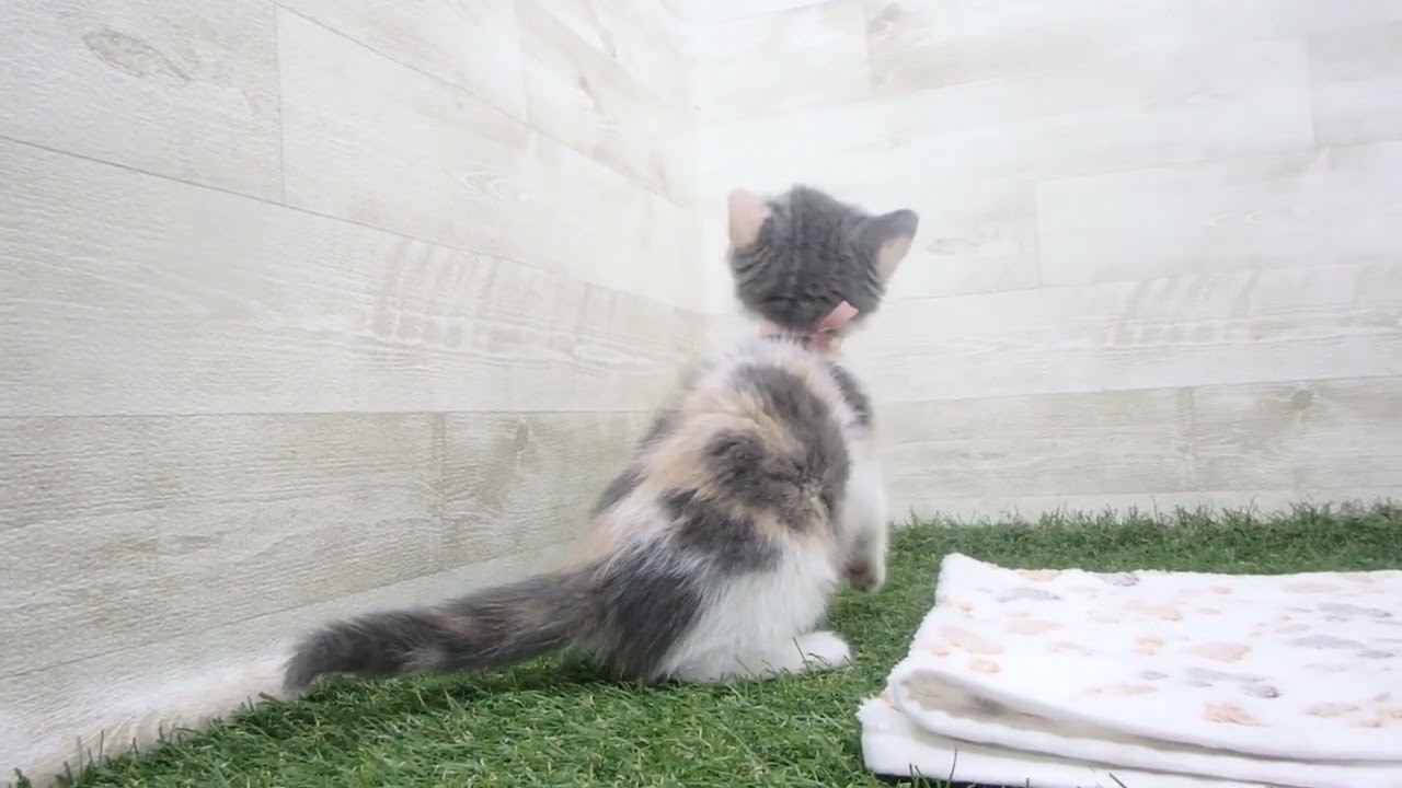 Coo&RIKU　No00629932 ブリティッシュショートヘアー