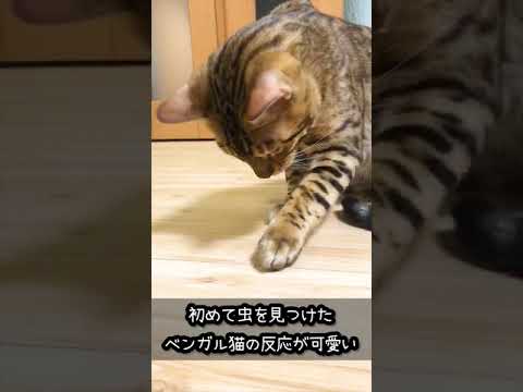 初めて虫 を見つけたベンガル子猫 の反応 #shorts