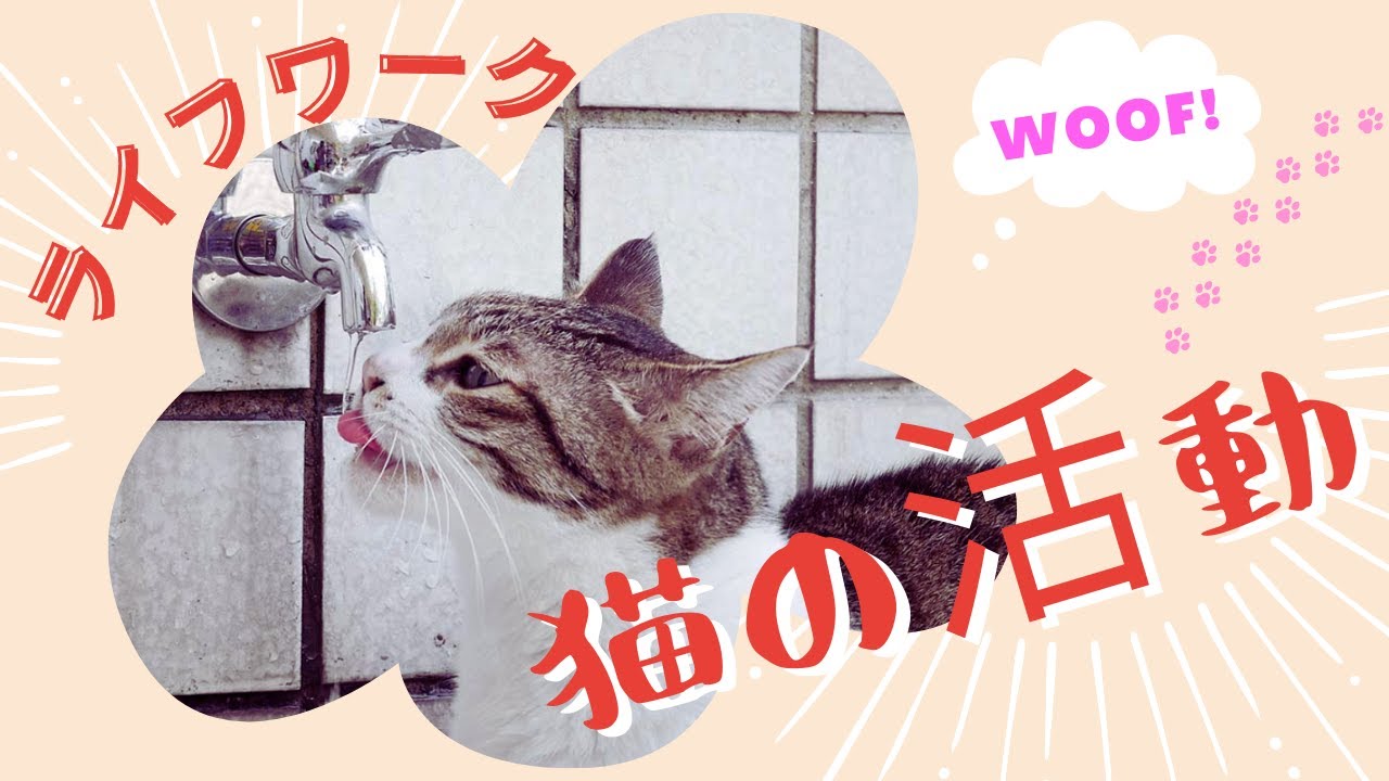 そろそろ引退の時かな　猫の活動家の日々