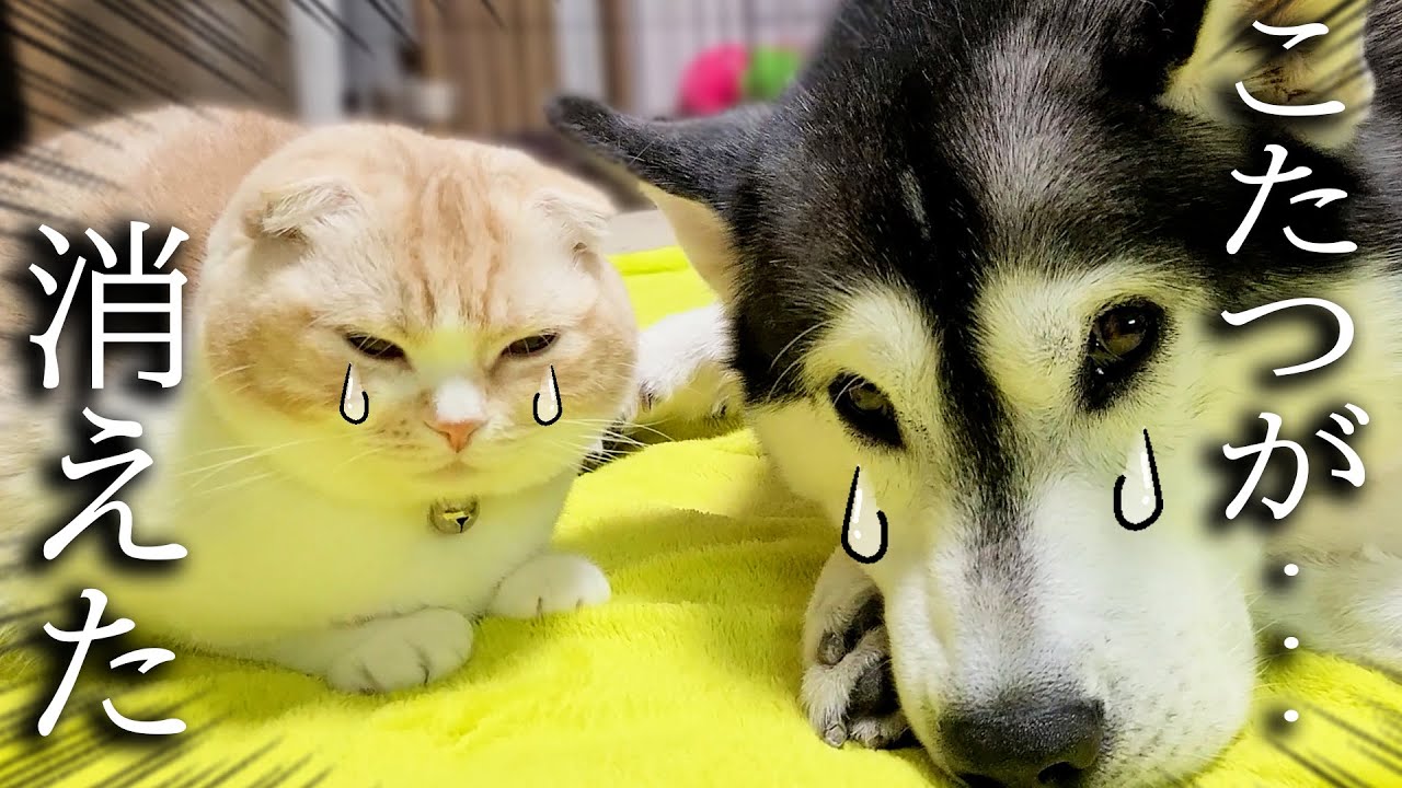 こっそりこたつを片付けたら子猫と犬が絶望して文句が止まりません...