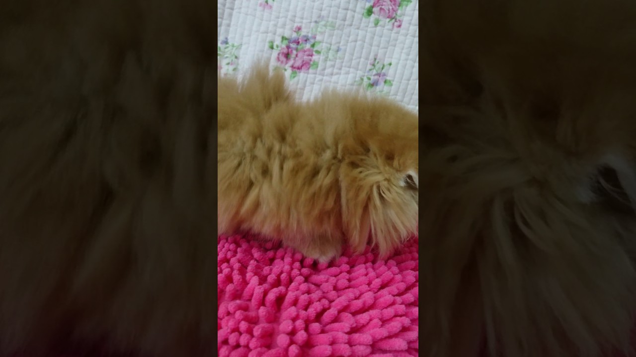 マンチカン・11/7生まれ・短足・耳折れ・男の子