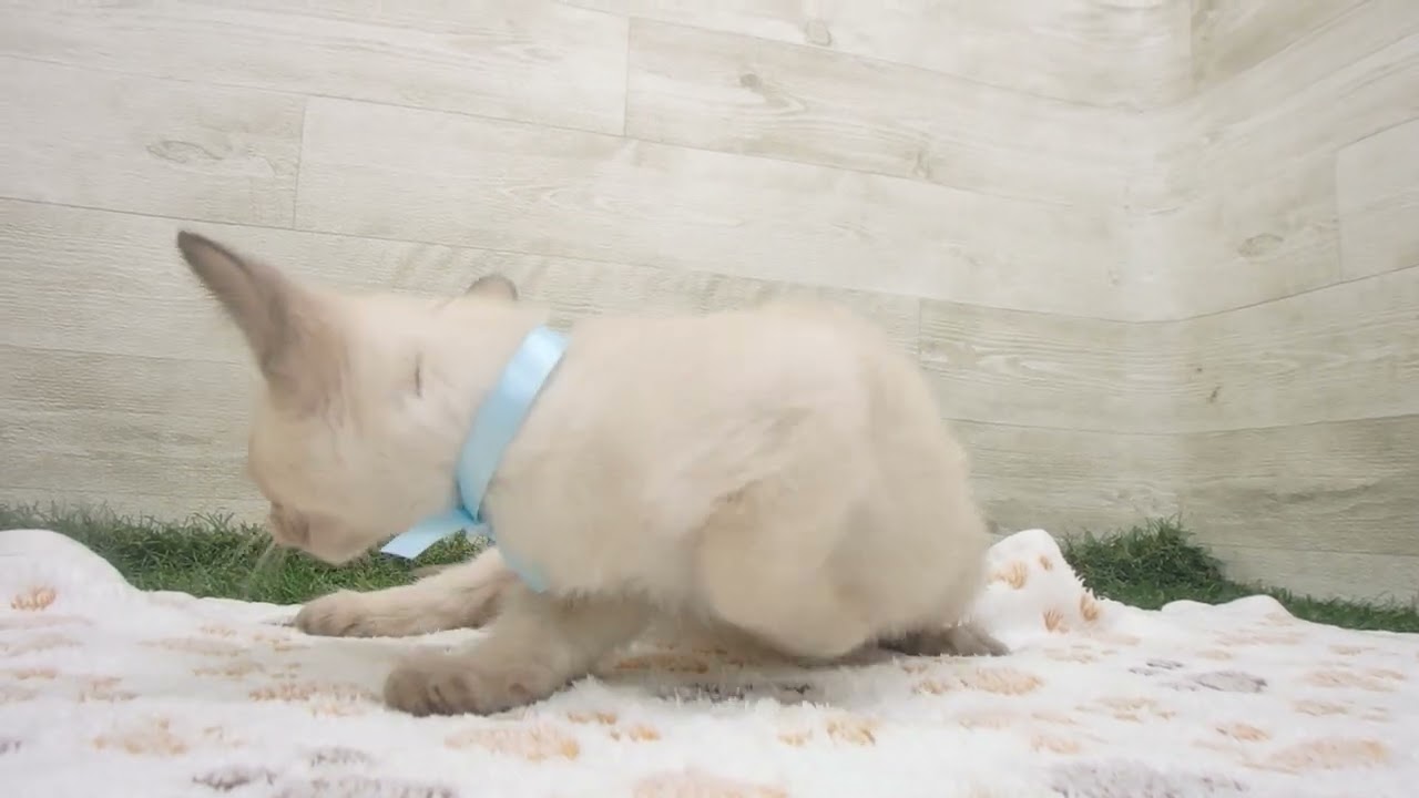 ペットショップcoo&riku No.00633395 トンキニーズ