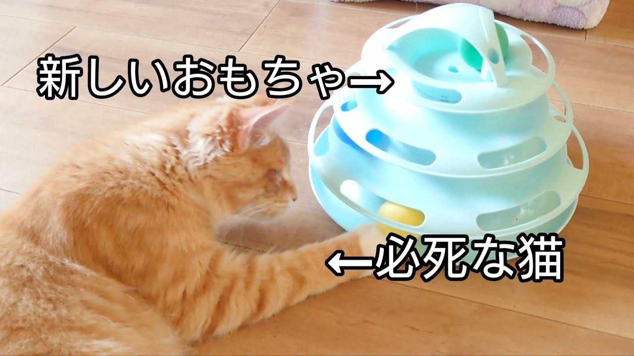 【メインクーン】新しいおもちゃで必死になってる猫が可愛かった