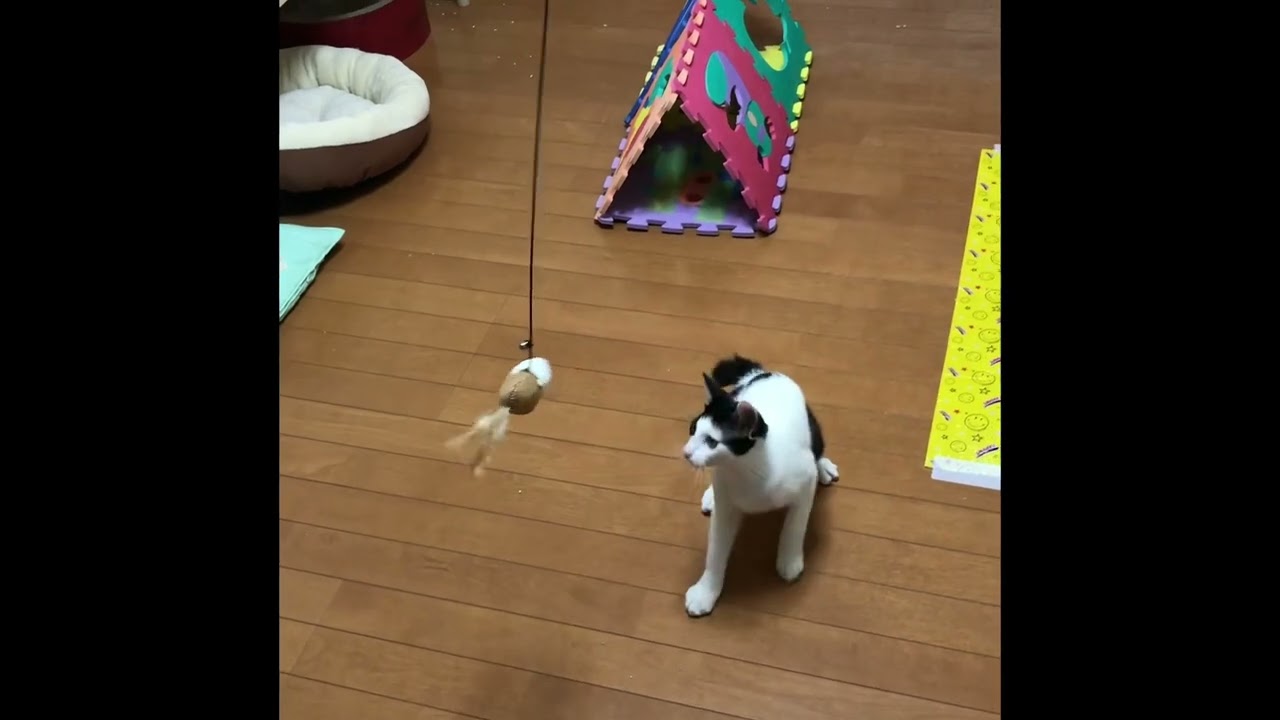 「うっとおしいやつ捕まえるにゃ」