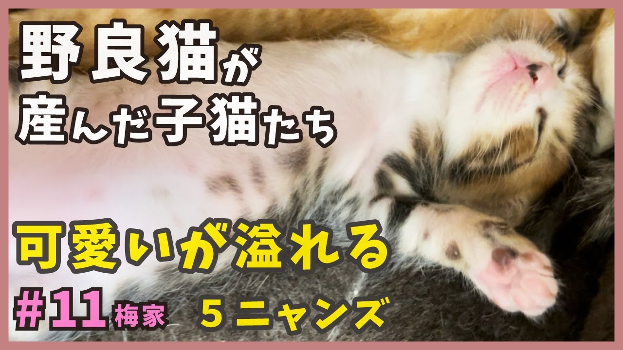 11 野良猫が生んだ子猫たち…キュンキュン可愛いがいっぱい！へそ天れん君や癒しのぽぽ君にもご注目。【梅家・子猫の出産から成長まで】kitten