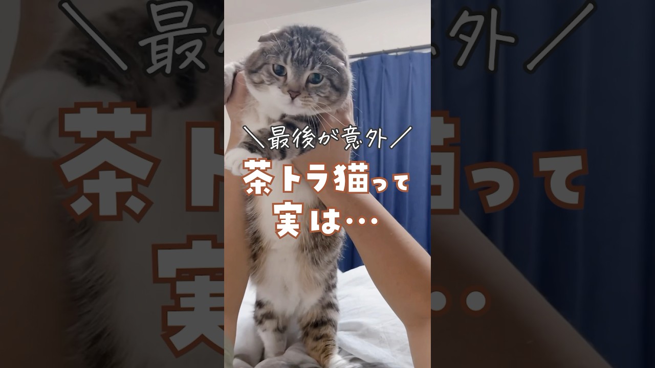 みんなの茶トラちゃんはどう？ #猫 #猫あるある #猫のいる暮らし