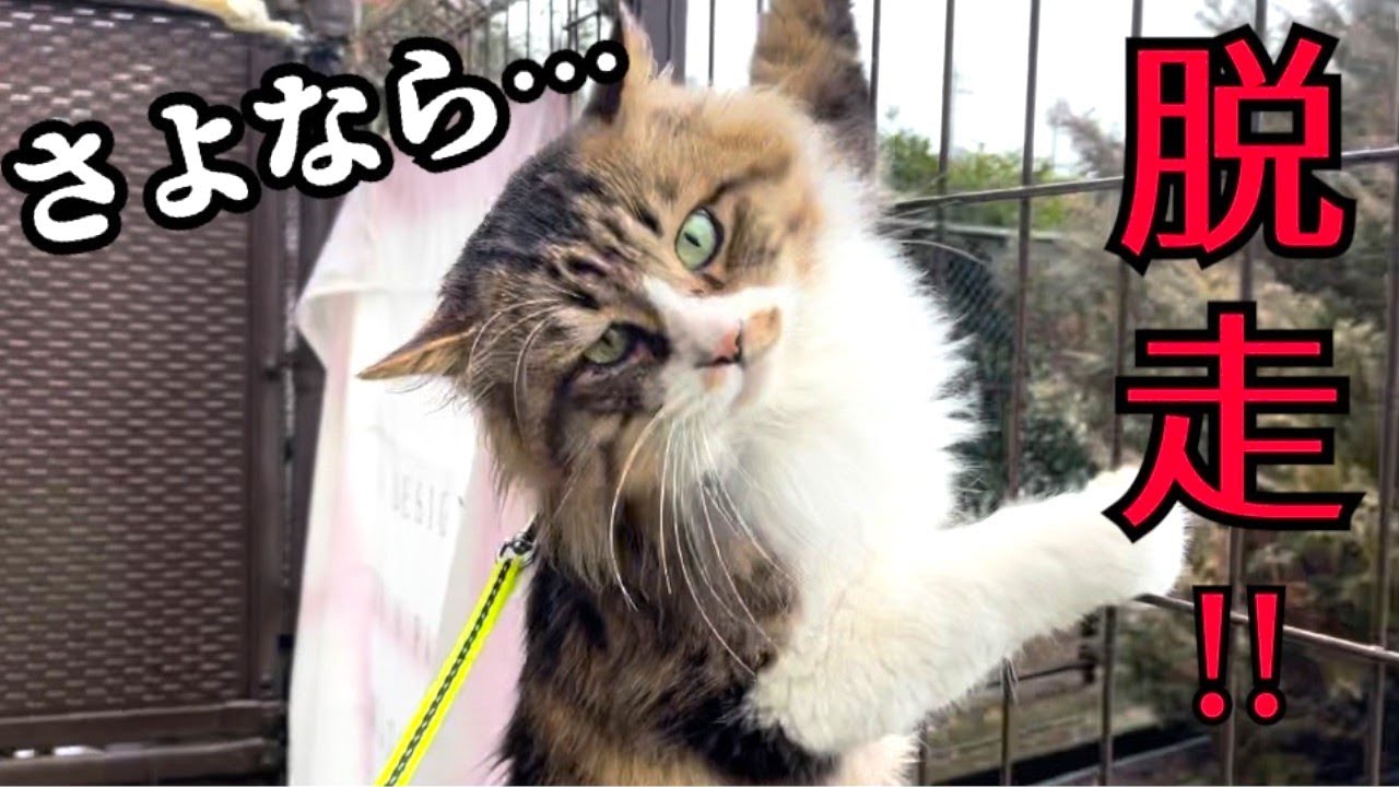 ケガをした野良猫ぽこまる療養中に脱走！？💦💦
