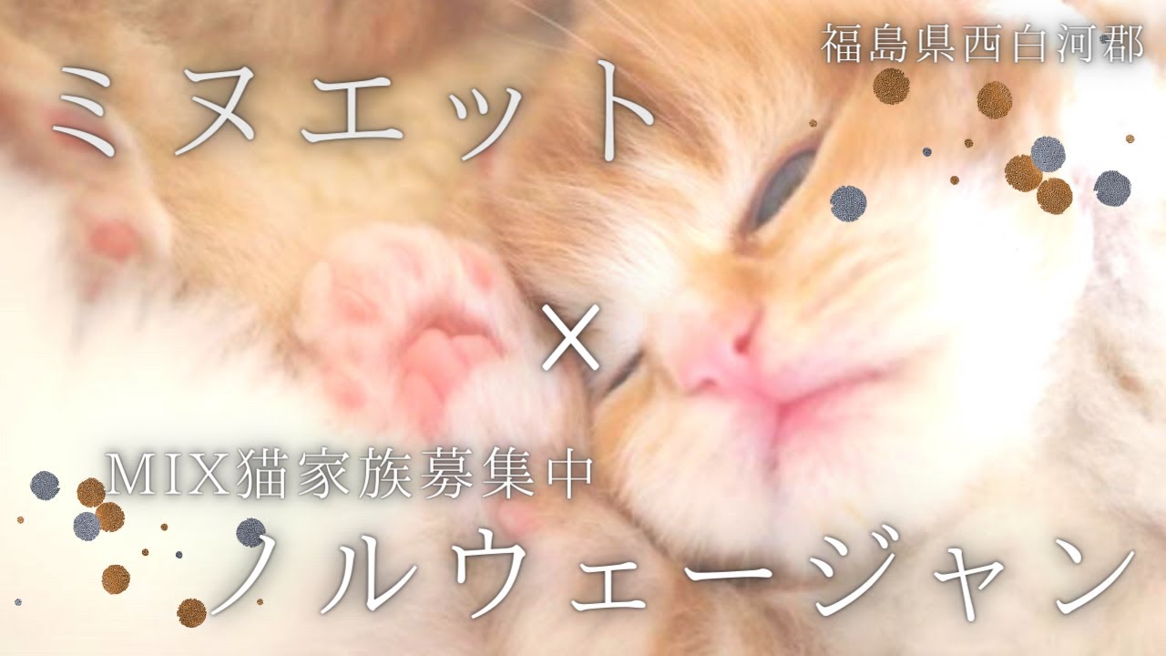 ノルウェージャンフォレストキャット×ミヌエット【福島県×優良ブリーダー直販】家族募集中