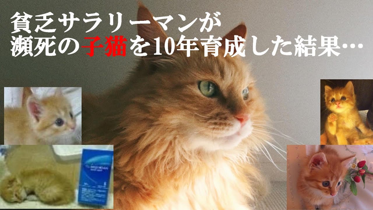保護した子猫を10年育成した結果…衝撃の姿に！