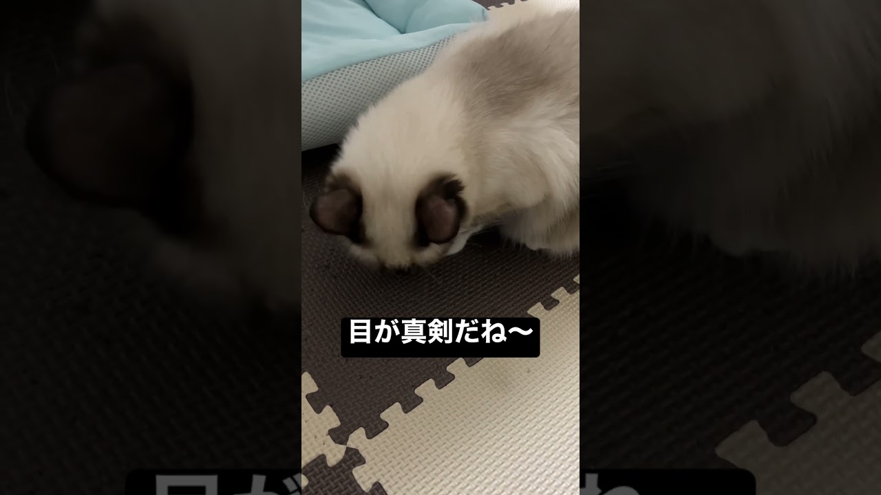 ラグドールのたぬきみたいな子猫が上目遣いする #kitten #ragdoll #ねこ #ラグドール #ラグドール子猫 #cat #アライグマ #こねこ #たぬき #ねこのいる生活