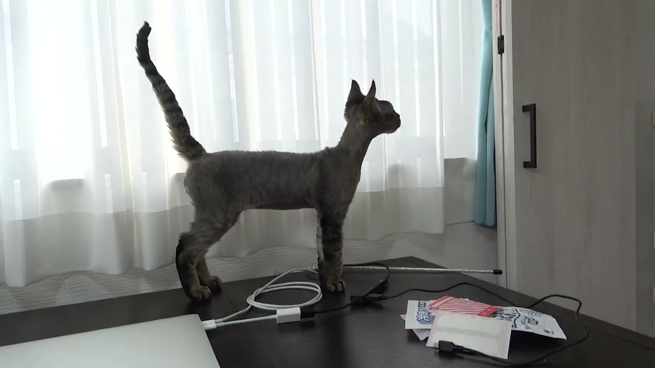 デボンレックス子猫の日常(Daily life of Devon Rex kitten)