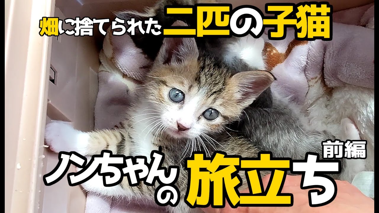 【緊急保護子猫10日間の軌跡】畑に捨てられた二匹の子猫ノンちゃん・ボーちゃんの保護からの軌跡＃子猫＃保護猫＃cat