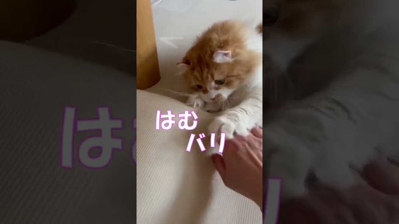 買ったばかりなのに #shorts  #猫 #アメリカンカール #cat