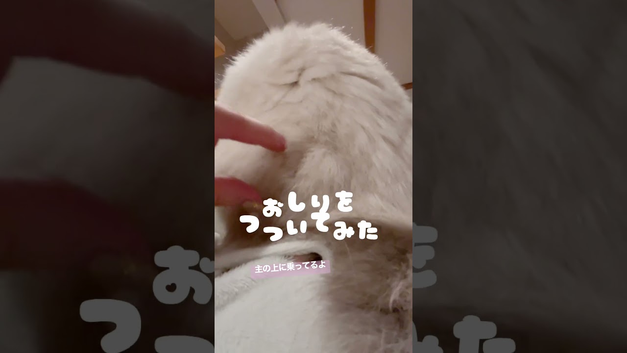 ふみふみ中に猫ちゃんのおしりつついてみた #ラグドール #cat #ペット #shorts