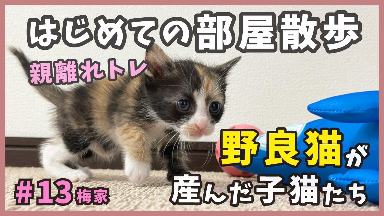 13 生後１ヶ月の子猫が初めて散歩した時の様子！前編【梅家・子猫の出産から成長まで】kitten