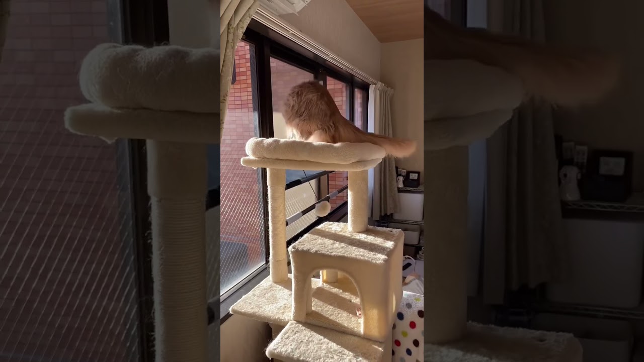 急に大興奮🙀お願いだから落ちないでね。　#shorts  #ソマリ