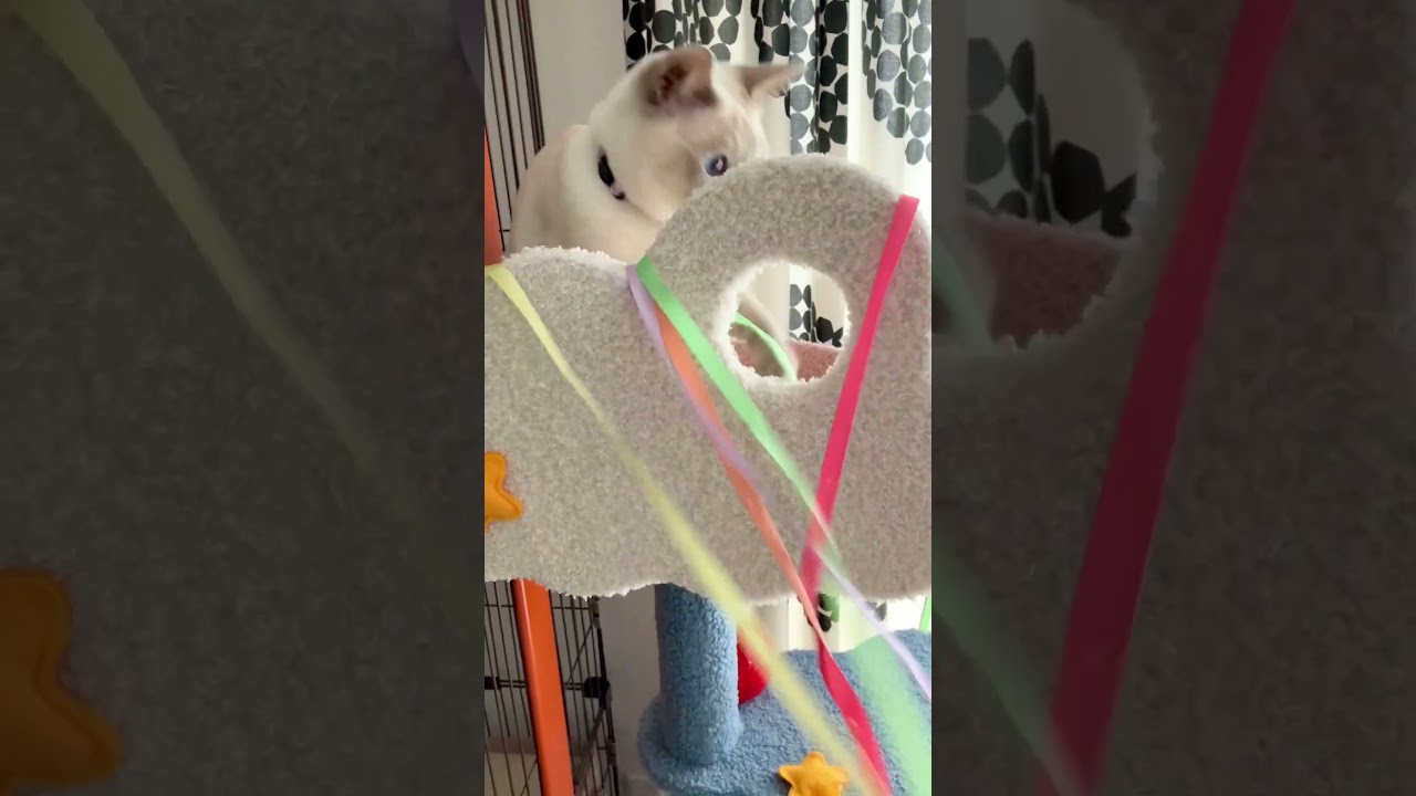美しい上腕二頭筋を持つ猫　#シャム猫 #猫好きな人と繋がりたい #ねこ動画 猫がいる幸せ #猫のいる生活 #猫