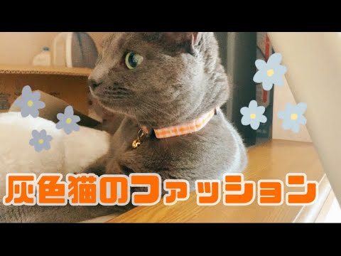 【猫】灰色猫のファッションアイテムを紹介します。