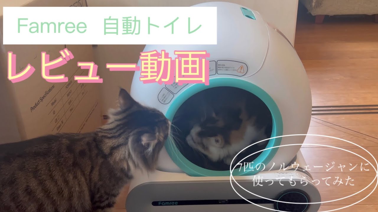 猫の自動トイレを買ってみた【ノルウェージャンフォレストキャット】