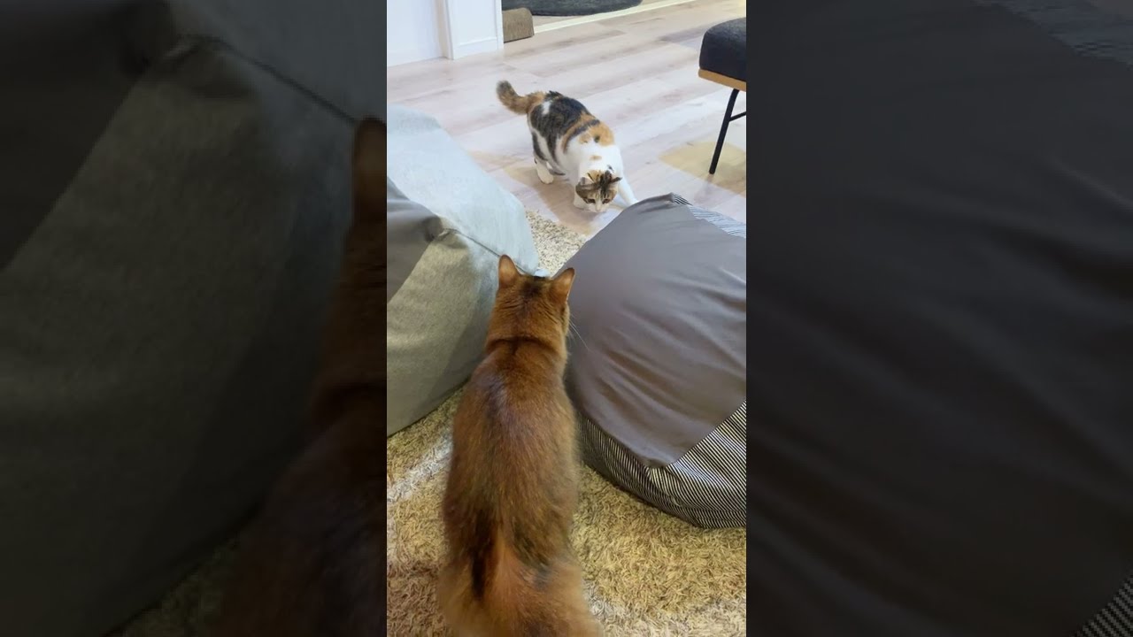 #228　ミケを急襲するソマリ