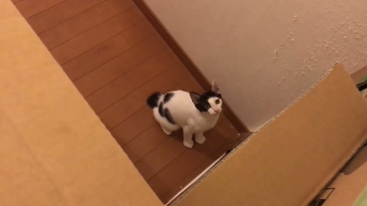 「ここから出たいにゃ〜」