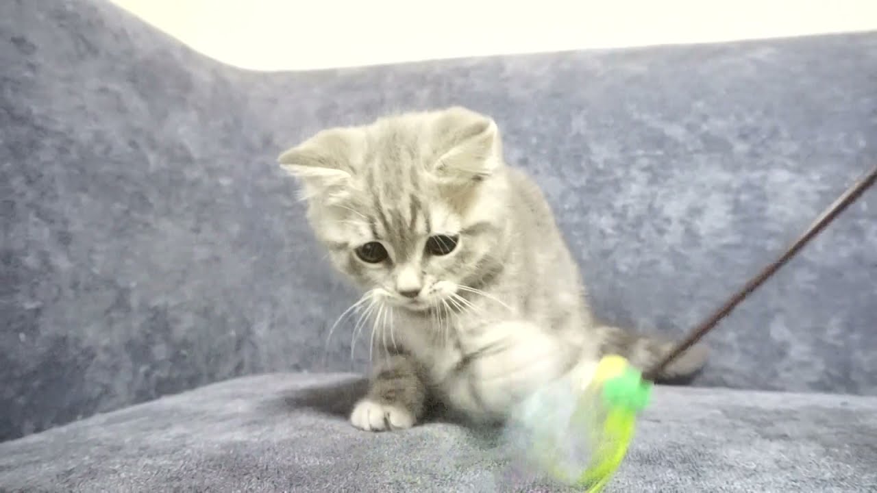 セルカークレックス子猫　2022.2.17産まれ　ブルータビー　男の子　シーダキャット猫のお店