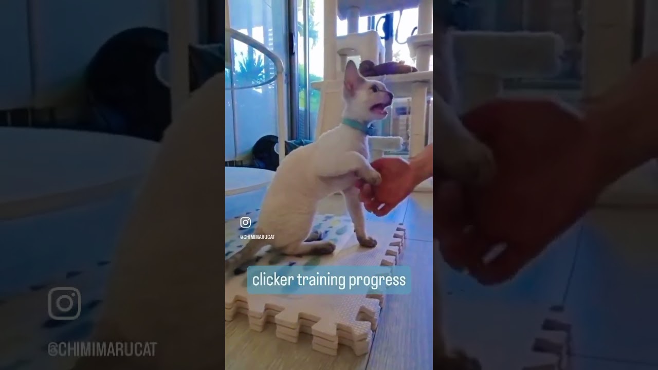 After 2 weeks of training 🐈🧍🏻‍♀️🔰 #devonrex #kitten #cat #子猫 #デボンレックス #clickertraining #shorts