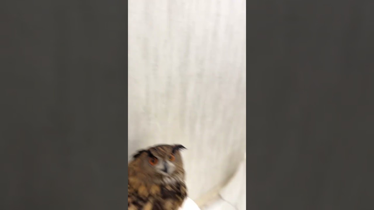 #アビシニアンワシミミズク アビィちゃん フクロウ保育園にチェックイン🏨❣️おかえりなさい😊メンテナンスもキレイに済ませて、キャスト体験🎩✅フクロウの #ペットホテル #owlcafe #owl