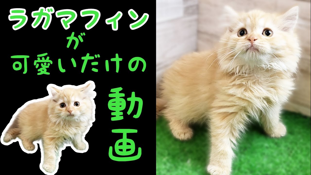 ラガマフィン・子猫【Mitten府中店】