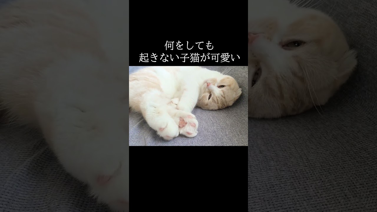 何をしても起きない子猫がかわいい...#猫 #shorts