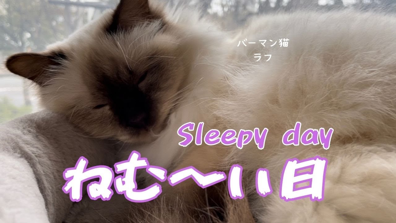 バーマン猫ラフとミカとウリ【ねむ〜い日】Sleepy day（バーマン猫）Birman/Cat