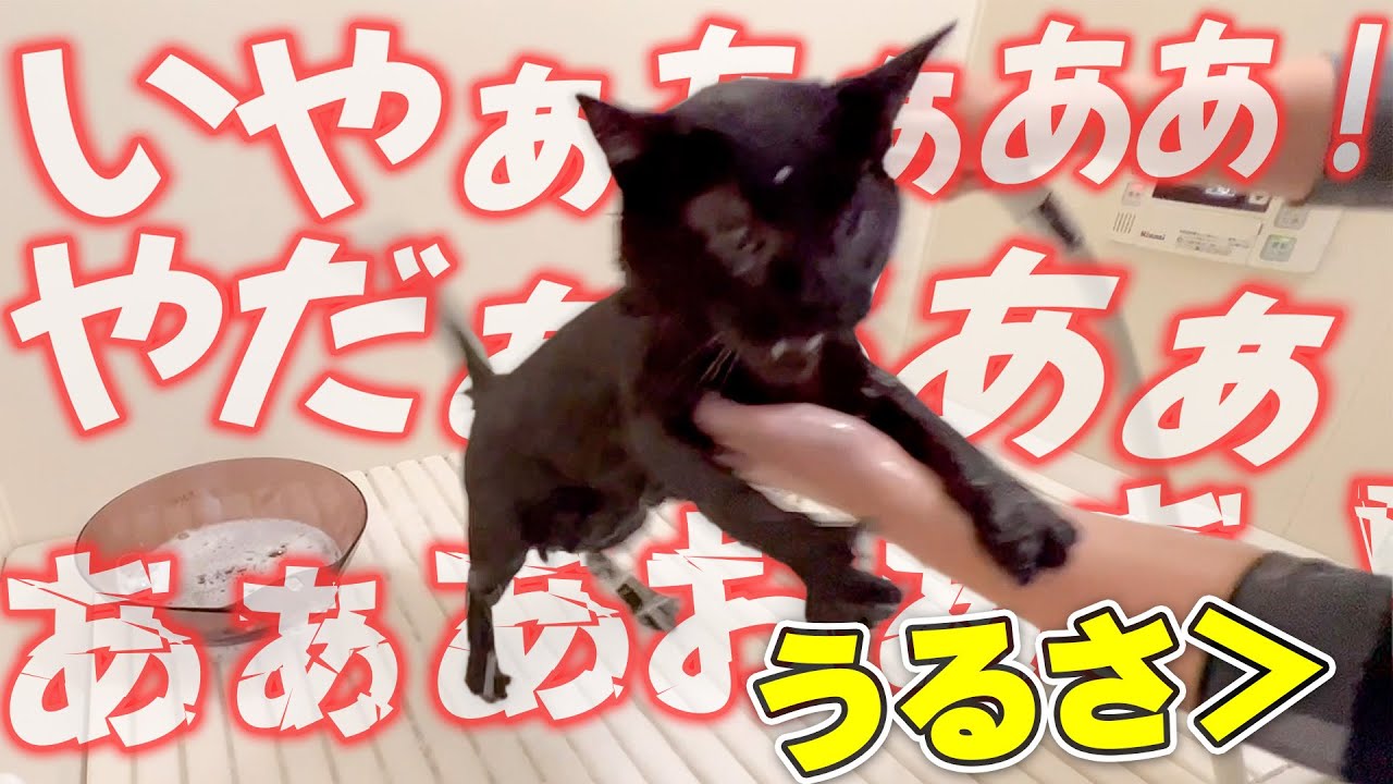 全身がうんちまみれになってしまった子猫を洗おうとするもこの世の終わりみたいな暴れ方をしてしまう。