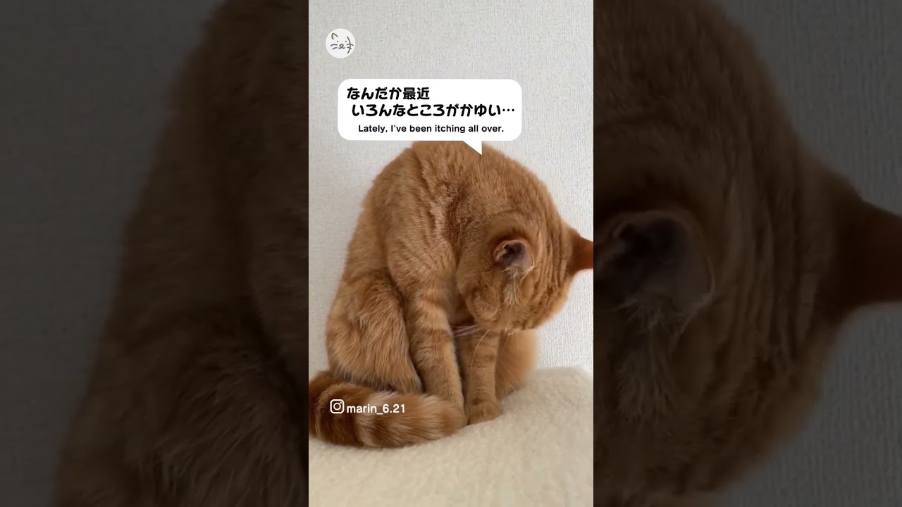 【猫動画】ついに私も時代の流行に…？🐈スコティッシュフォールド「マリンちゃん」！Perhaps… #猫王国 #スコティッシュフォールド #猫好きさんと繋がりたい #cats_of_world