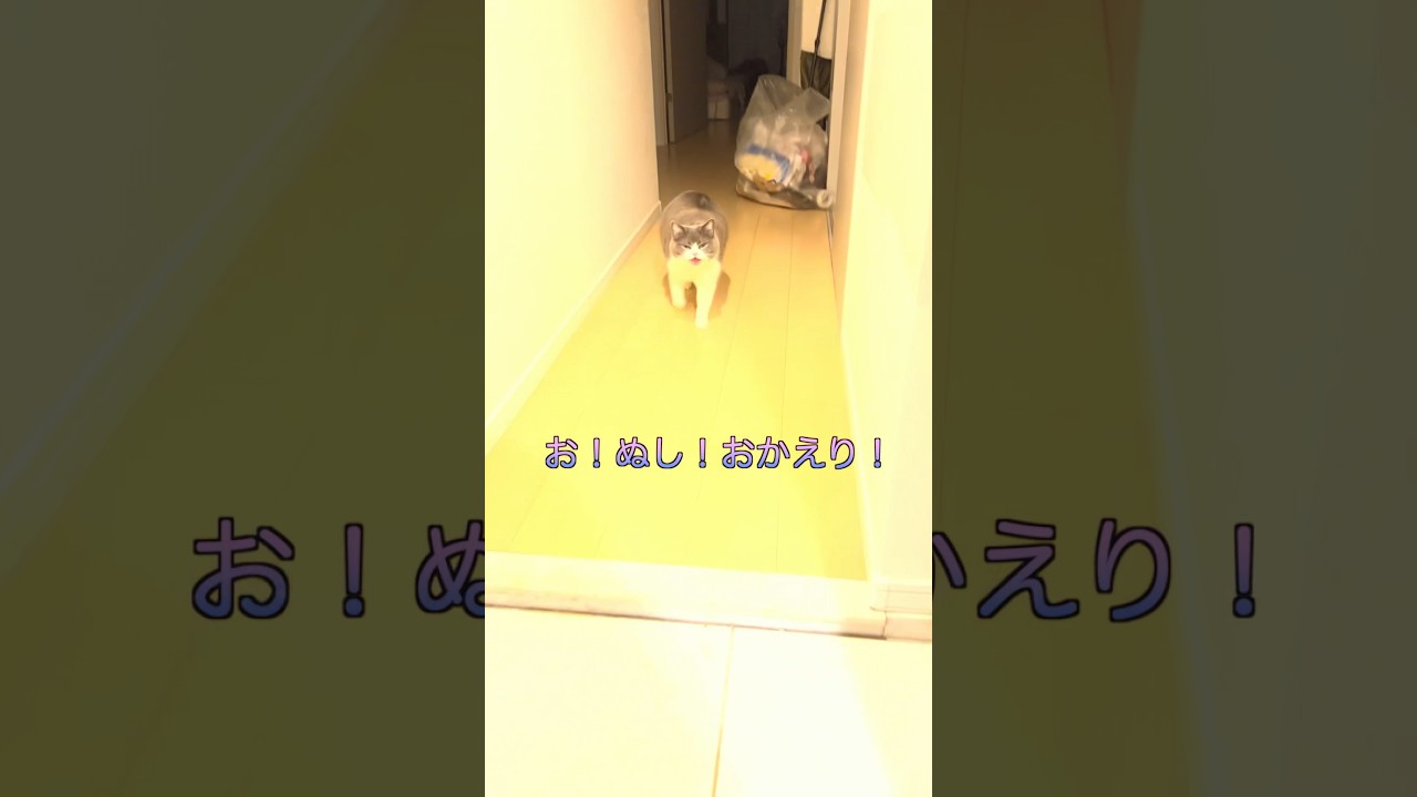 お出迎え221日目🐯🐾#お出迎え猫