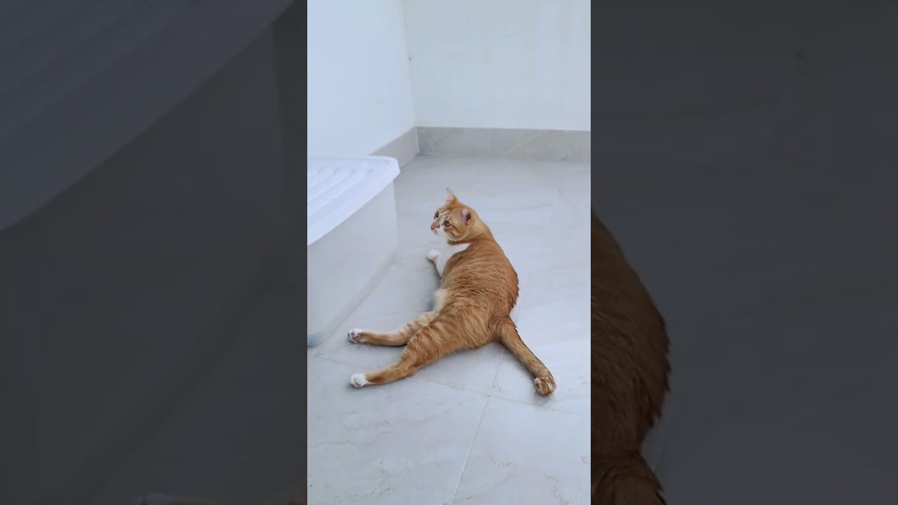 目を離した隙に消えた黒ネコ #shorts