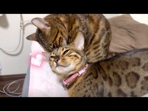 最後の夜にどちゃくそ甘えてくるお嬢猫リンちゃん