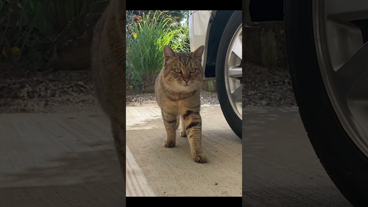 毎日庭に出勤してくる野良猫がかわいすぎる #shorts
