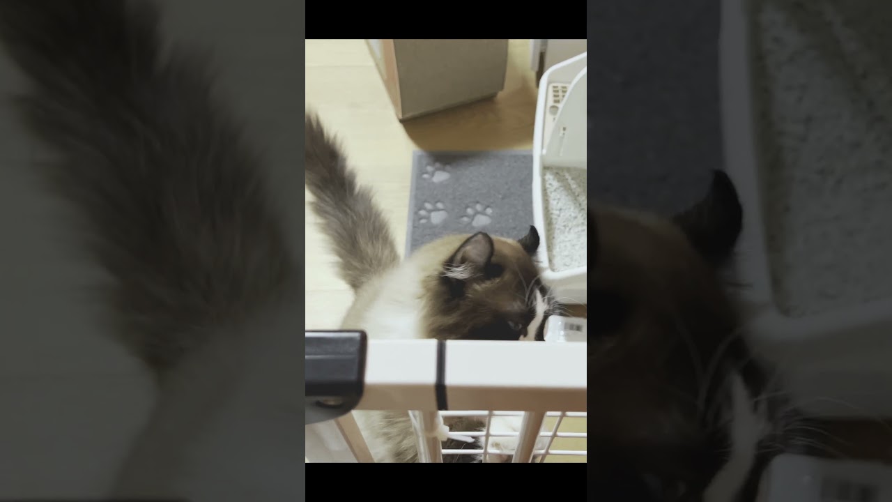 飼い主を出迎える甘えん坊猫 #Shorts #アメリカンカール  #メインクーン #猫
