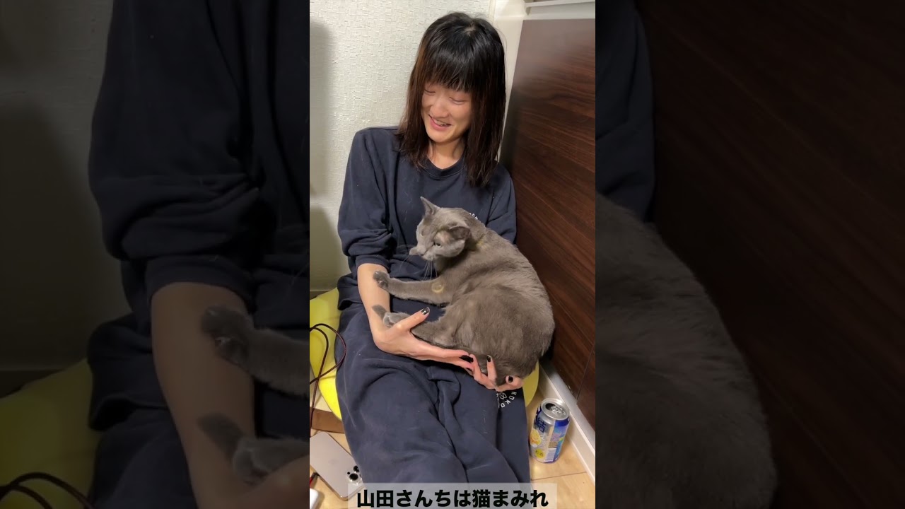 ママにあまえんぼうなおう様  #ロシアンブルー #shorts #山田猫 #猫まみれ
