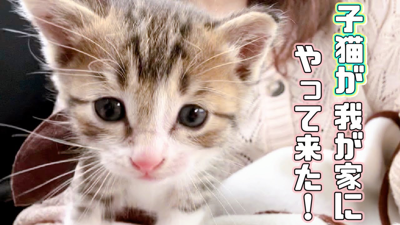 【保護猫】子猫を我が家にお迎えその反応は．．．