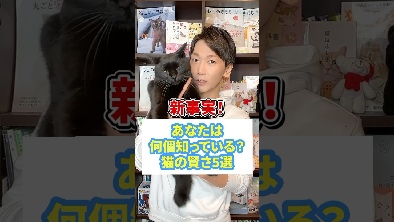 新事実！あなたは何個知ってる？猫の賢さ５選