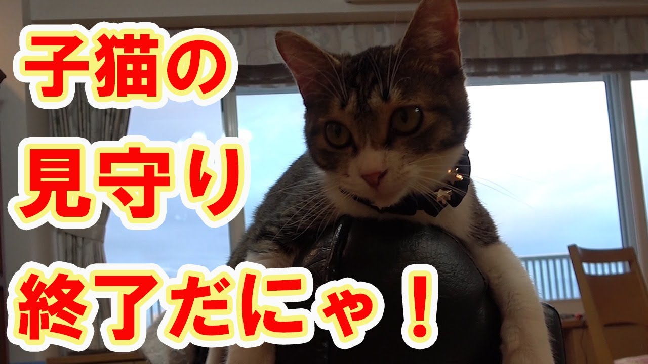 【保護猫】＃280　追悼動画　子猫は里親が決まり、お別れに…